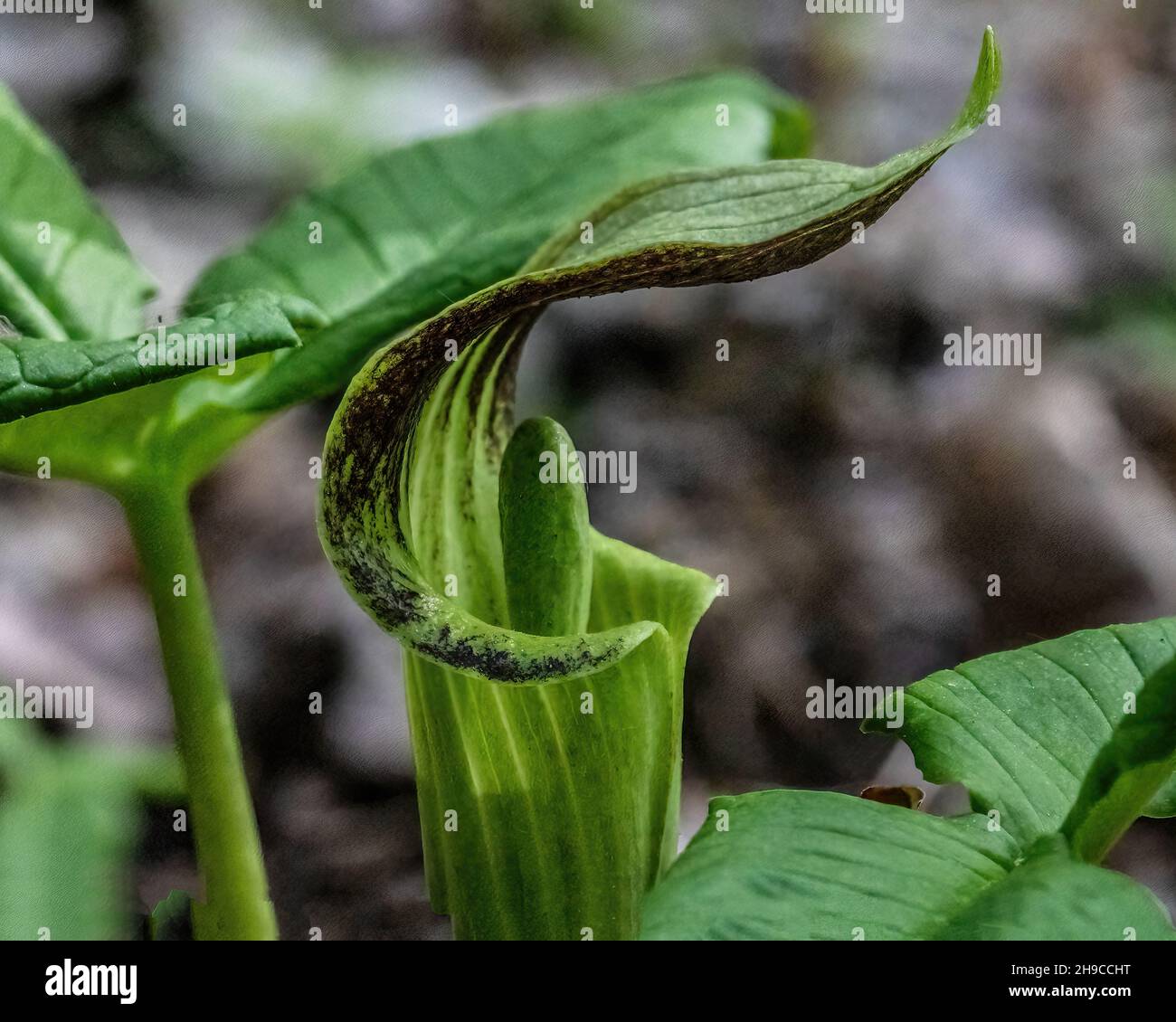 Jack-in-the-Pulpit in den Wäldern des Frühlings am Interstate State Park, St. Croix Falls, Wisconsin USA. Stockfoto