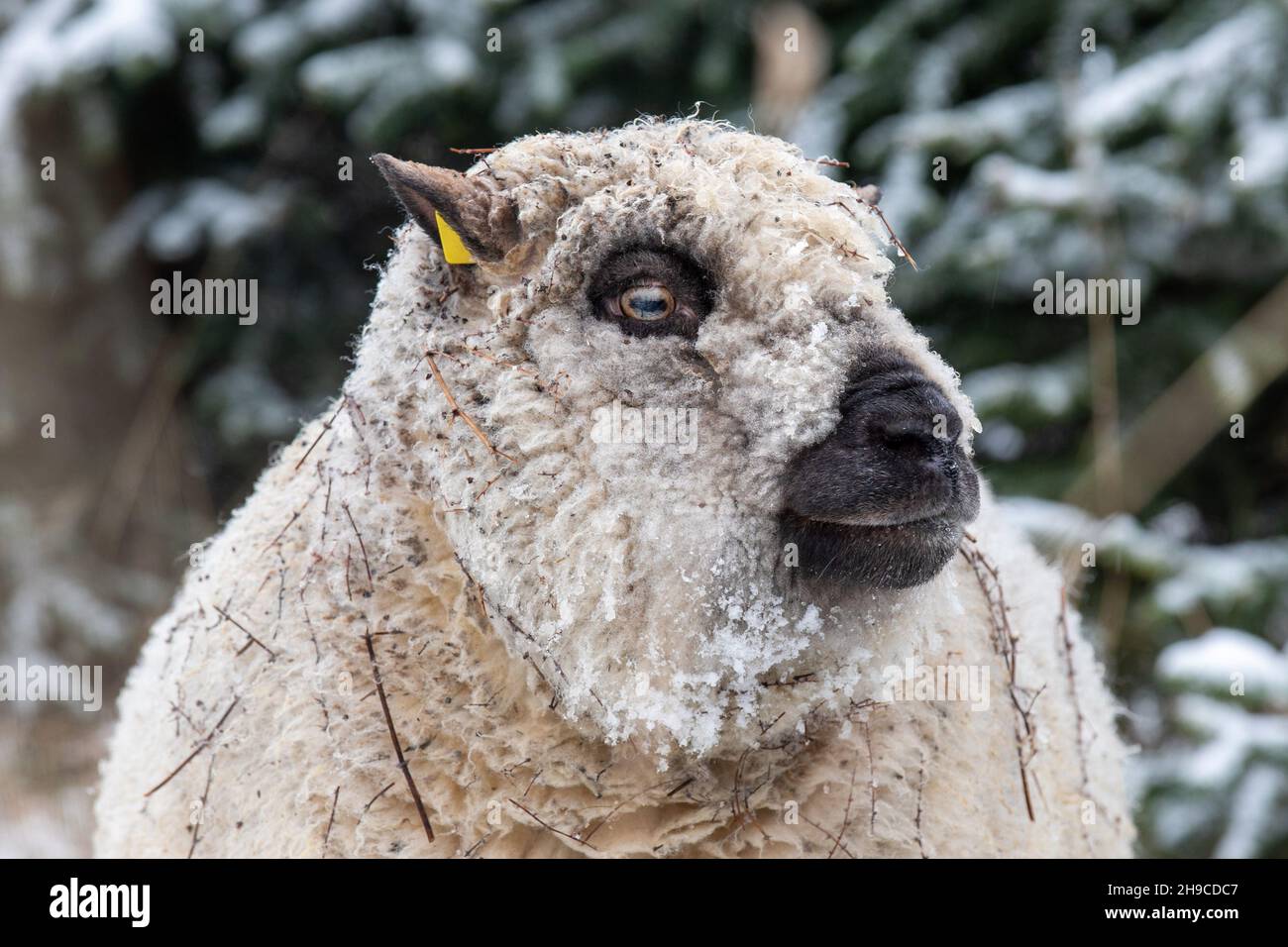 Gersdorf, Deutschland. 06th Dez 2021. Ein Shropshire-Schaf auf der Weihnachtsbaumplantage in Gersdorf, Sachsen. Die Tiere halten das Gras um die kultivierten Tannen das ganze Jahr über kurz, damit sich die Bäume gut entwickeln können, ohne von den Tieren gefressen zu werden. Die Farm von Ingo Mette gehört zur Organic Christmas Tree Initiative. Quelle: Daniel Schäfer/dpa-Zentralbild/ZB/dpa/Alamy Live News Stockfoto