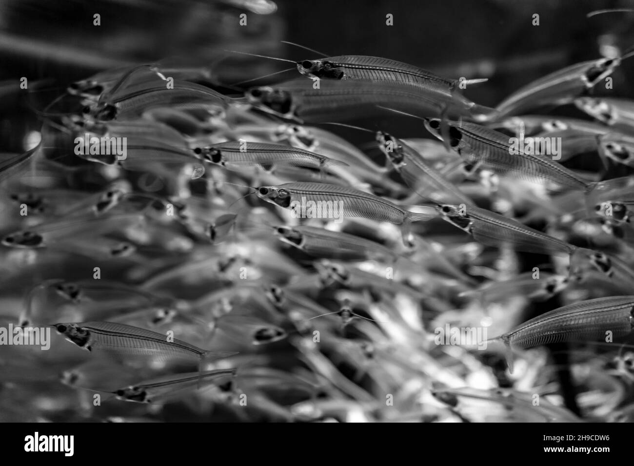 Eine Nahaufnahme einer Schule von kleinen Fischen in Schwarz und Weiß Stockfoto