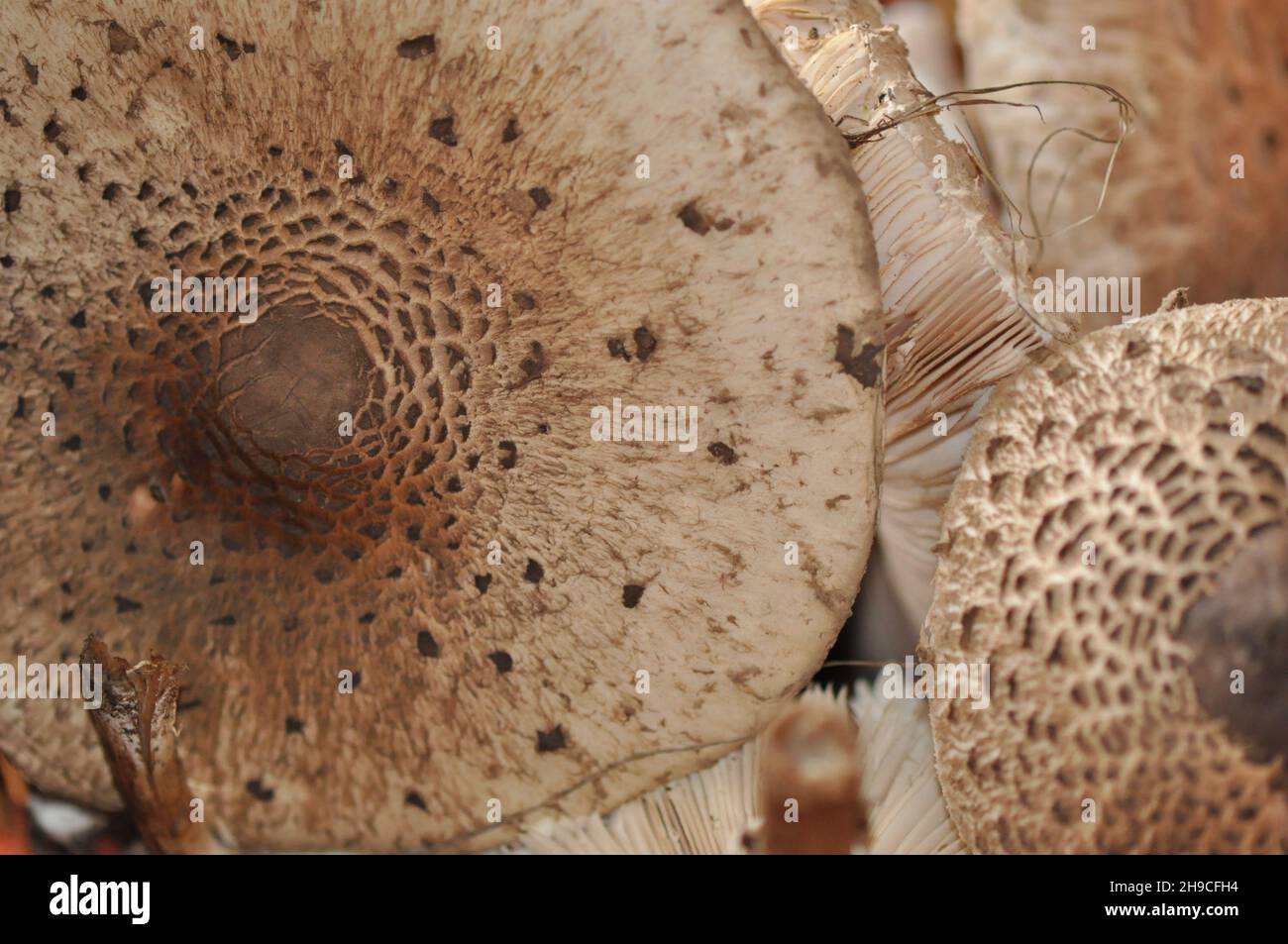 Macrolepiota procera, der Sonnenschirmpilz - Hintergrund eines essbaren Pilzes aus Deutschland und der EU - Pilze aus nächster Nähe Stockfoto