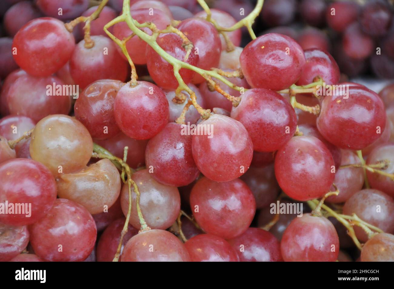 Kopenhagen, Dänemark.,06. Dezember 2021, /Gemüse- und Obstkunden bei Obst und Gemüse in Torvhallerne in der dänischen Hauptstadt.(Foto..Francis Joseph Dean/Dean Pictions) Stockfoto