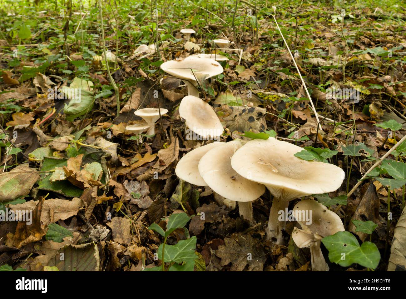 Nebeltrichter-Pilze (Clitocybe nebularis), auch bekannt als Nebelagarie, in Blattstreu in einem Wald in den Quantock Hills, Somerset, England. Stockfoto