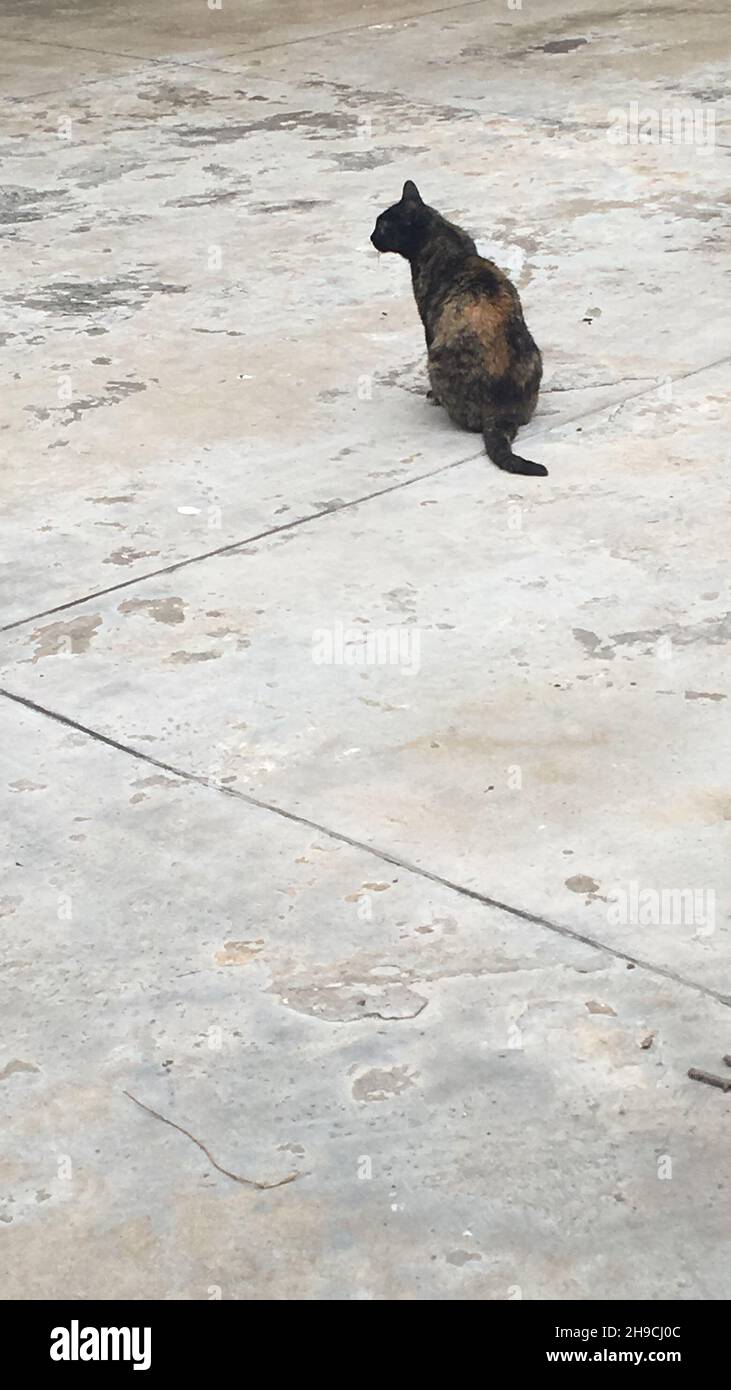 Rückansicht einer Calico-Katze auf einer verwitterten Steinterrasse Stockfoto