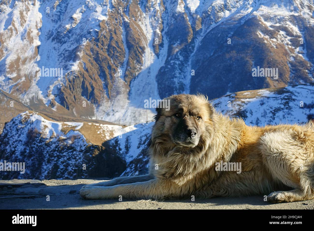 Der kaukasische Schäferhund oder kaukasische Ovcharka in den verschneiten Winterbergen von Georgien - Nahaufnahme von seltenen Hunderasse Stockfoto