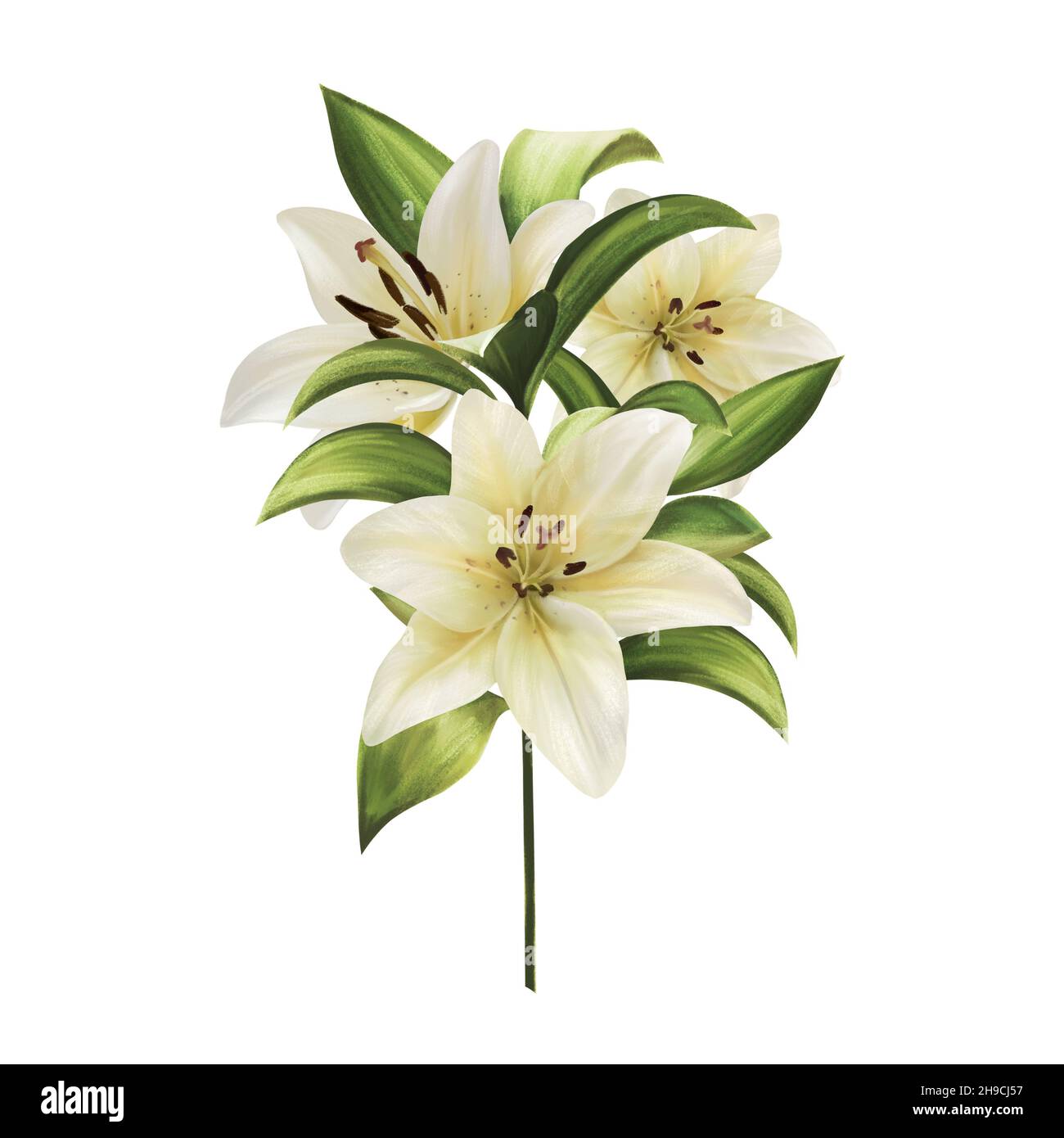 Schöne Karte mit weißen Lilien, Blumenstrauß auf Weiß. Stockfoto