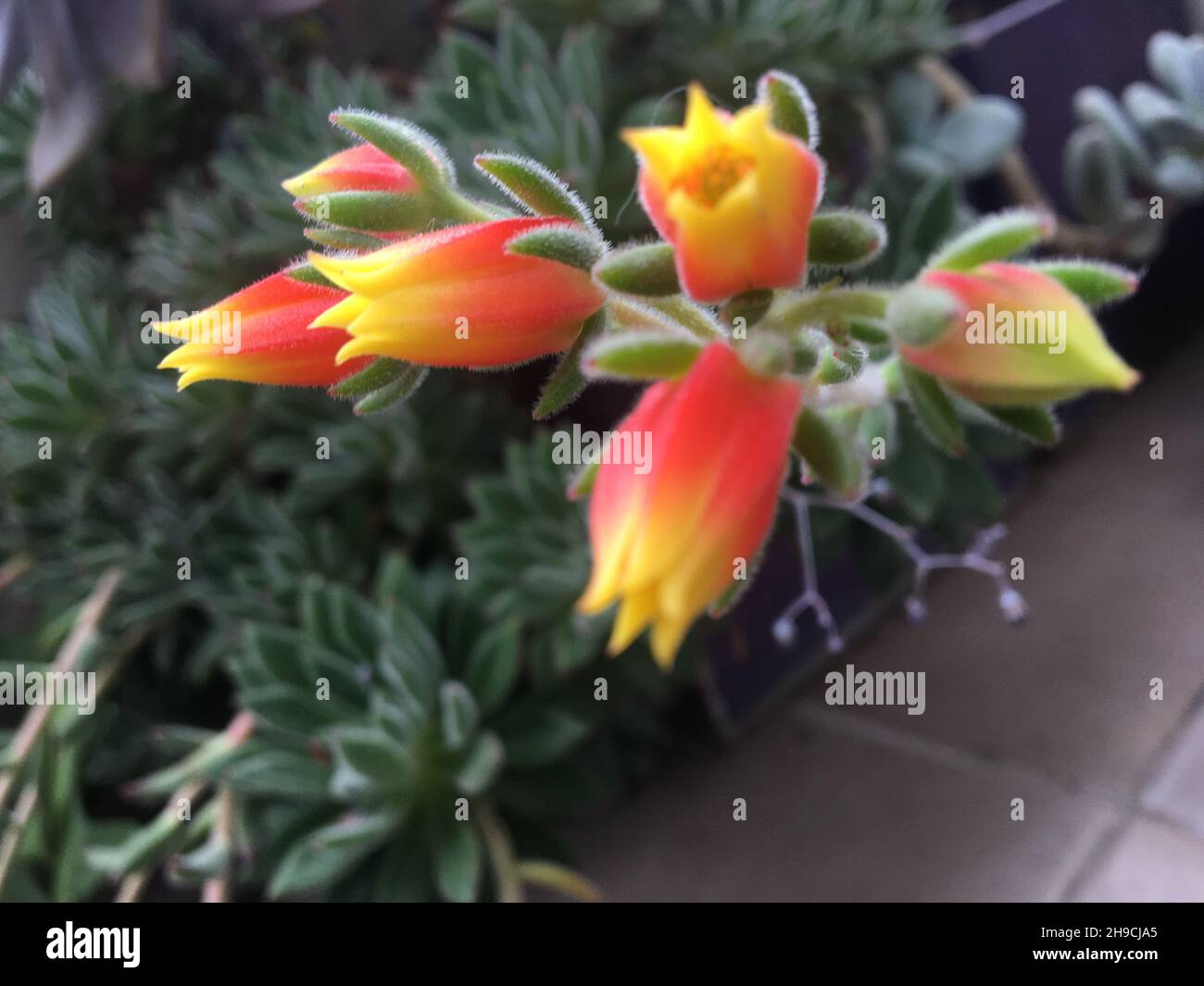 Echeveria Gelbe Bltter