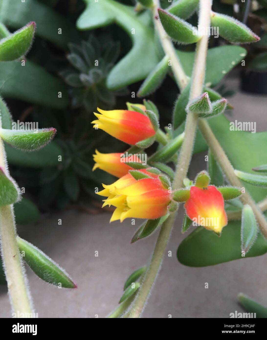 Echeveria Gelbe Bltter