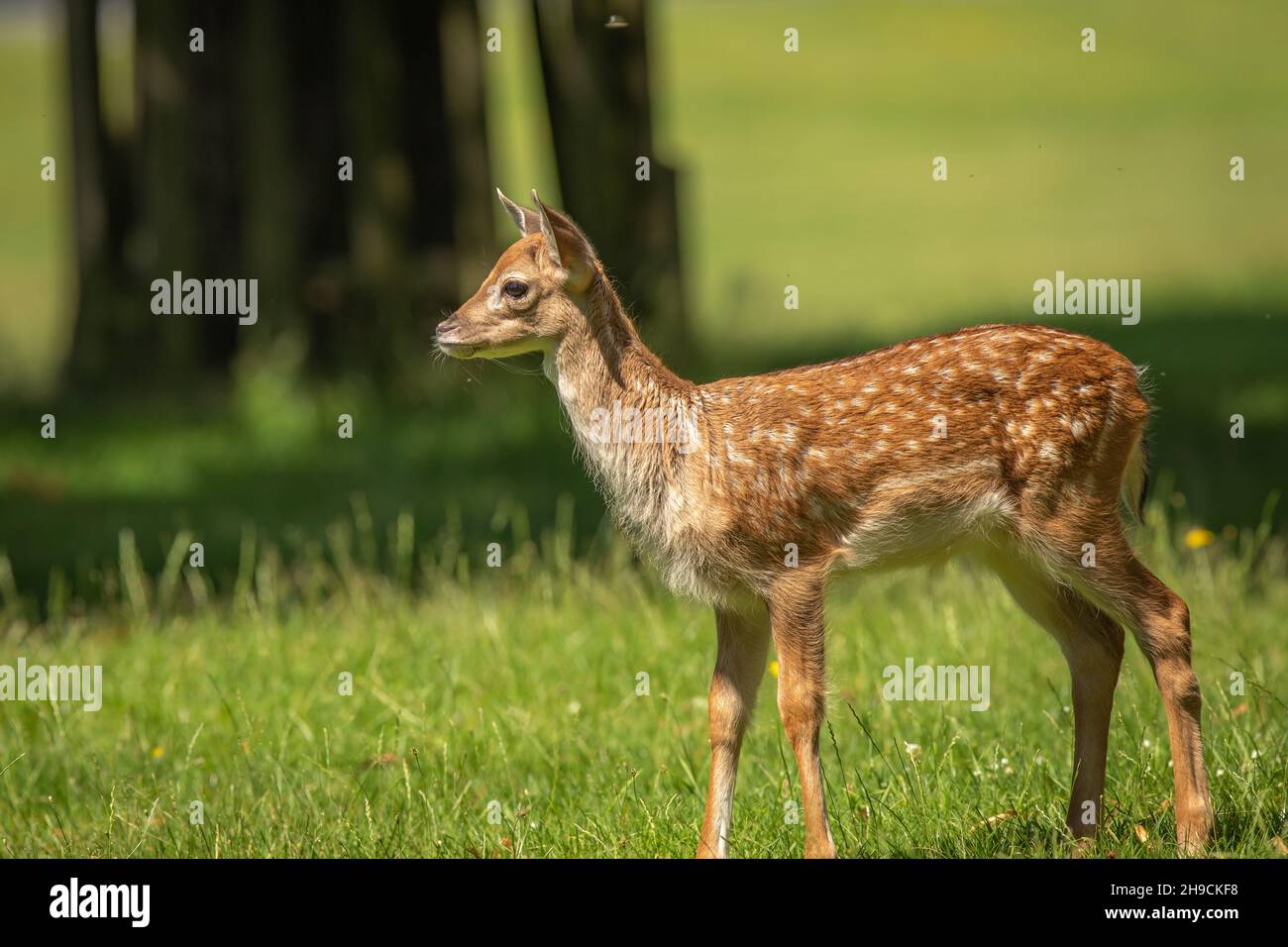 Ein Damhirsch fawn im Sommer Stockfoto