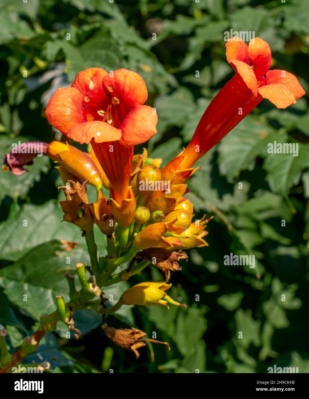 Trompetenrebe (Campsis radicans) blüht im Garten. Blühende Trompete kriecht. Nahaufnahme. Stockfoto