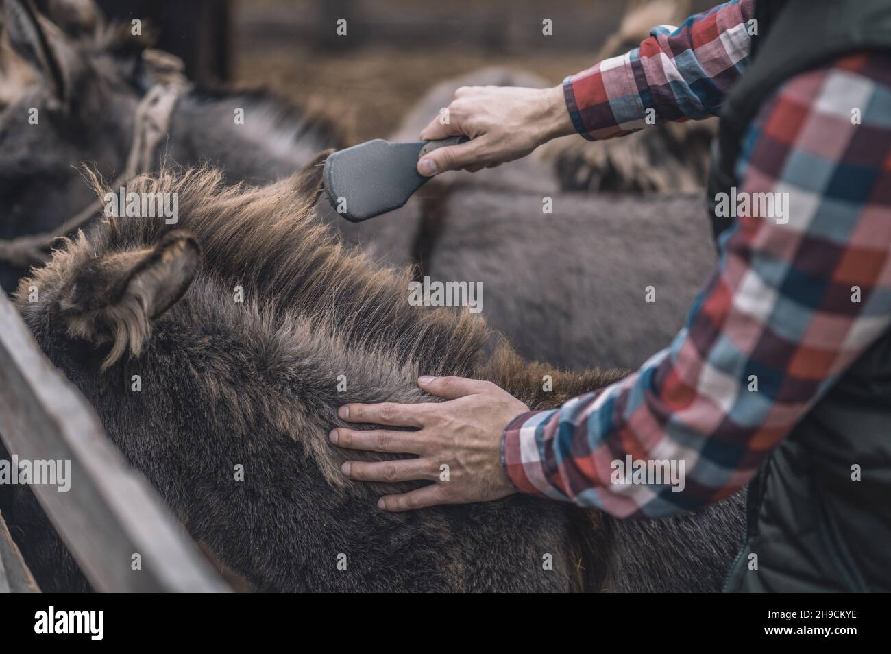 Landwirt putzt Tiere auf einem Bauernhof Stockfoto