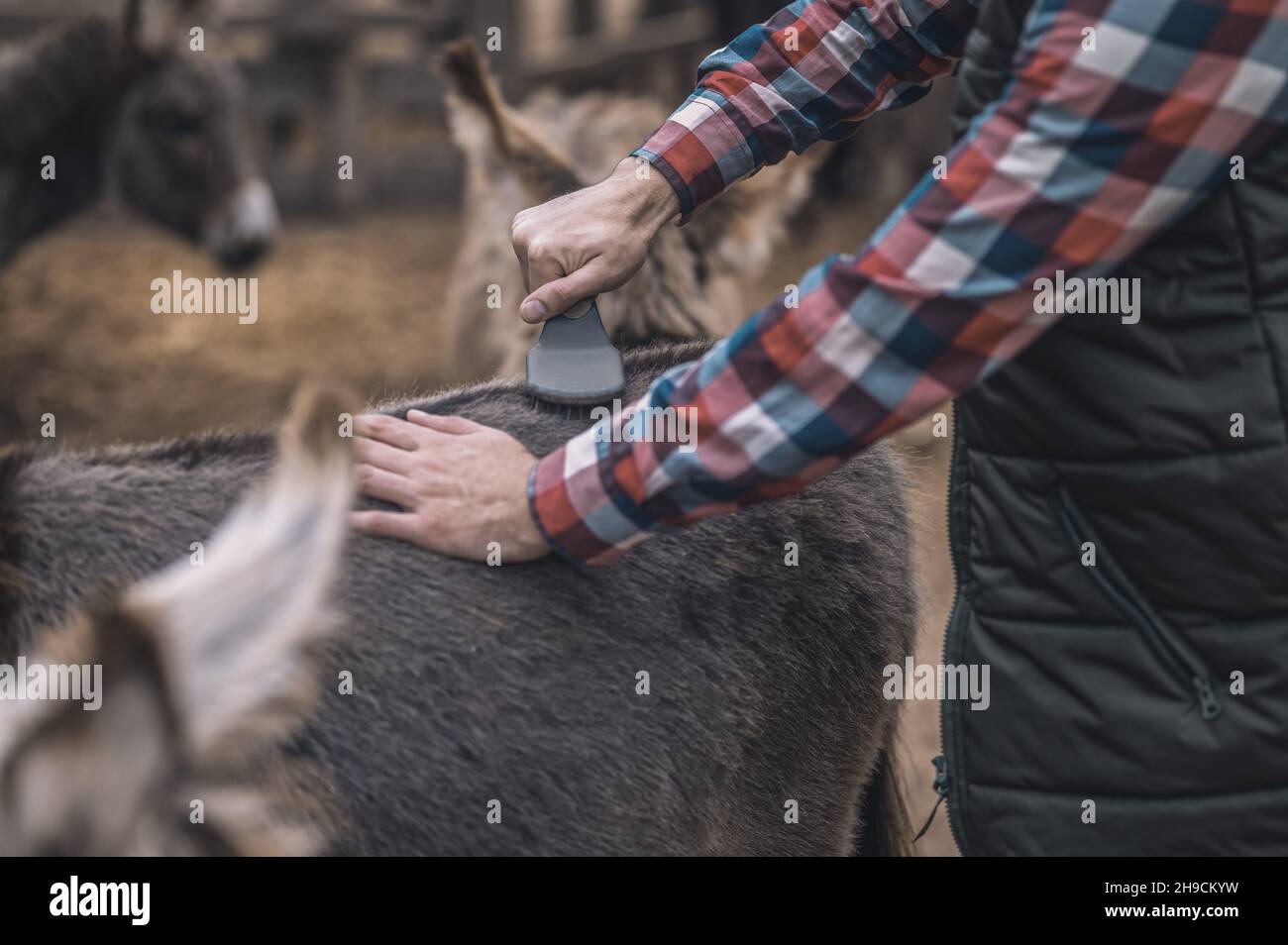 Landwirt putzt Tiere auf einem Bauernhof Stockfoto