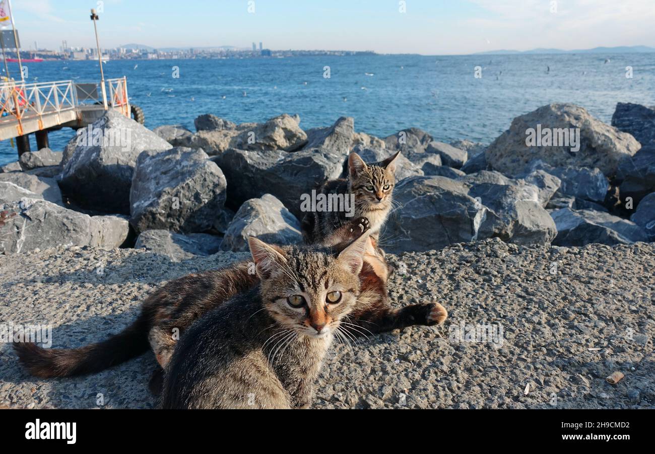 Kleine graue Kätzchen (Babykatzen) an der Bucht von Istanbul - niedliche kleine Katzen, die mit Meereshintergrund in die Kamera schauen Stockfoto