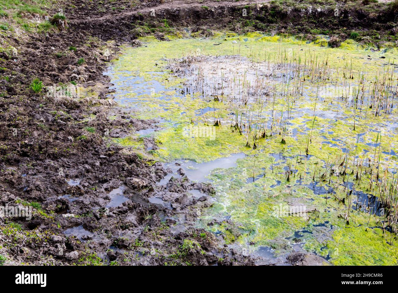 Schmutziges Wasser. Ökologische Katastrophe, der Fluss ist mit Müll durch Plastikflaschen mit Radreifen, Motoröl verschmutzt. Stockfoto