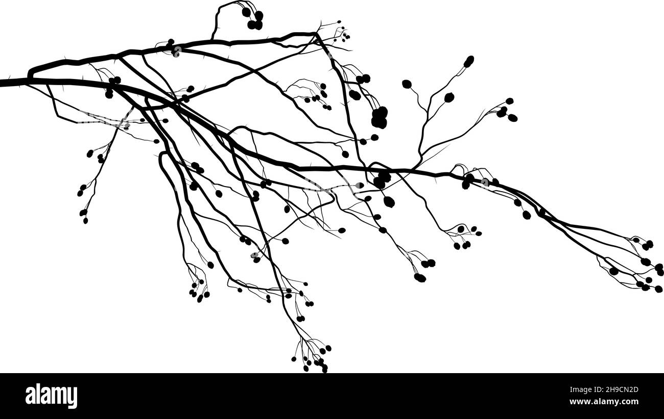 Weißdornzweig, lateinisch Crataegus laevigata Stock Vektor