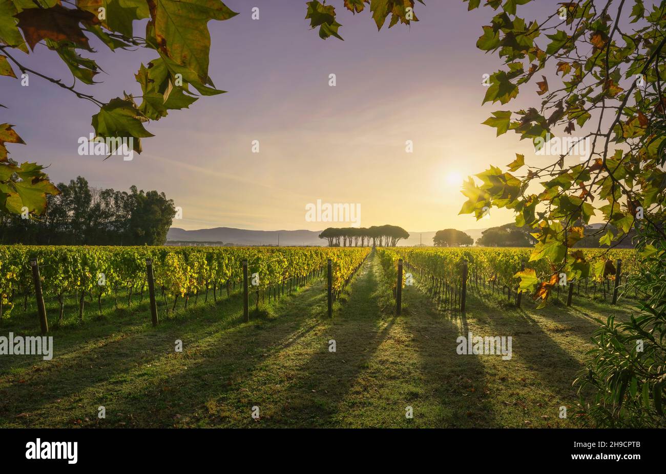 Bolgheri Weinberg und Kiefern Gruppe bei Sonnenaufgang. Platanenblätter als Rahmen, Herbstsaison. Landschaft in Alta Maremma, Toskana, Italien, EUR Stockfoto