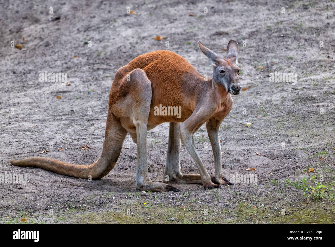 Das Rote Känguru (Macropus rufus), ein großes terrestrisches Beuteltier aus der Familie Macropodidae, Heimatregion: Inland Australia. Stockfoto