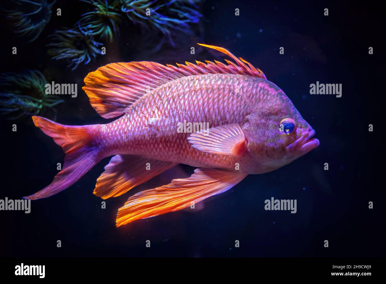 Schwalbenschwanzbarsch (Anthias anthias, Goldfisch), Rochenflocken-Fische aus der Familie: Serranidae, Heimatregion: ostatlantik und Mittelmeer Stockfoto