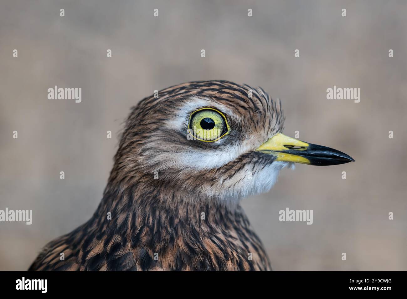 Eurasischer Steincurlew (Burhinus oedicnemus) oder eurasischer Dickknievögel aus der Familie der Burhinidae. Stockfoto