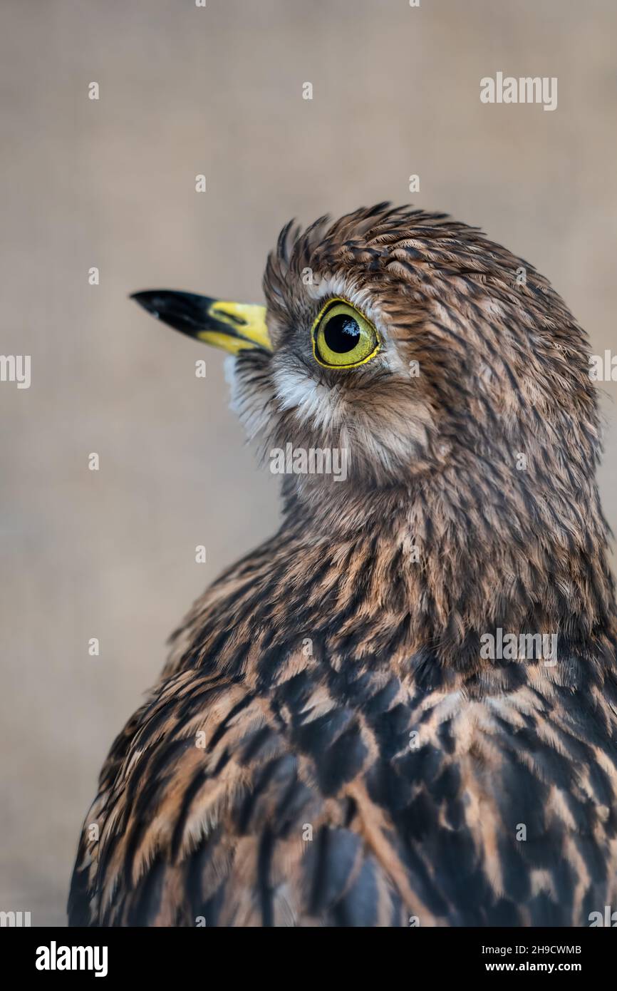 Eurasischer Steincurlew (Burhinus oedicnemus) oder eurasischer Dickknievögel aus der Familie der Burhinidae. Stockfoto