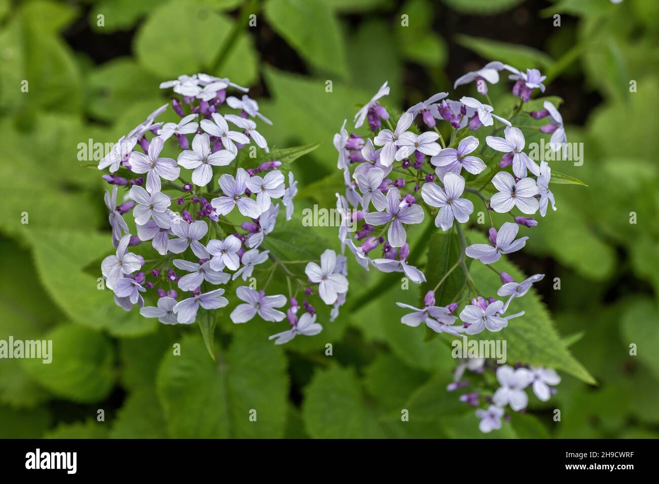 Lunaria rediviva L. blühende Blüten, mehrjährige Ehrlichkeit in der Familie: Brassicaceae. Stockfoto