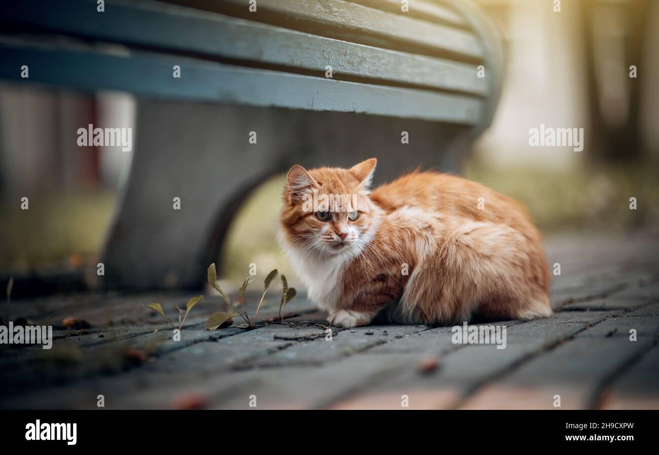Porträt einer Katze in der Natur. Obdachlose Straße eine rothaarige Katze sitzt neben einer Bank. Eine verlorene Katze mit einer gestreiften Schnauze. Ein süßes tabby Kätzchen spaziert. A Stockfoto