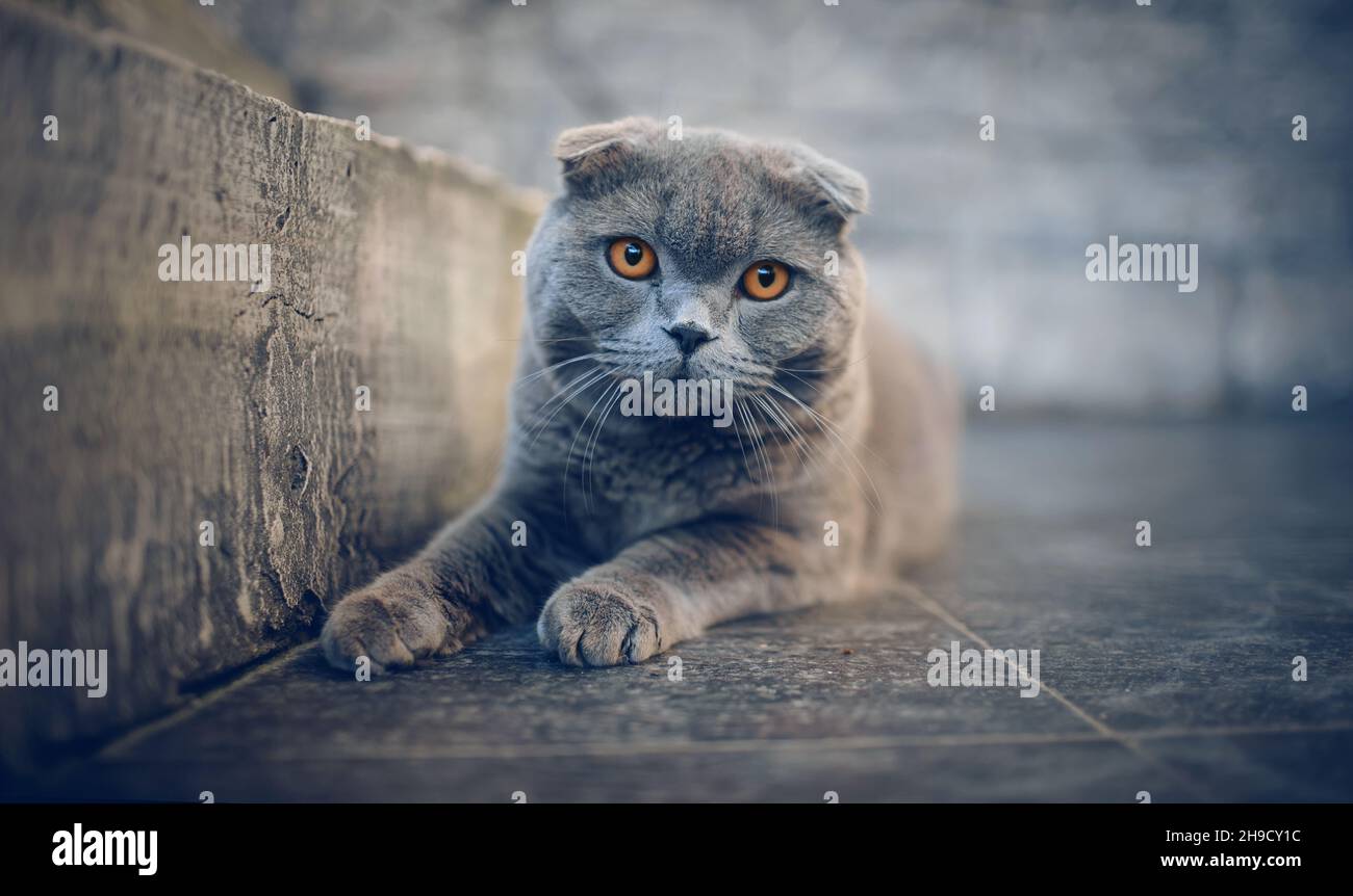 Rauchige reinrassige britische Katze mit orangefarbenen Augen. Porträt einer Hauskatze. Stockfoto