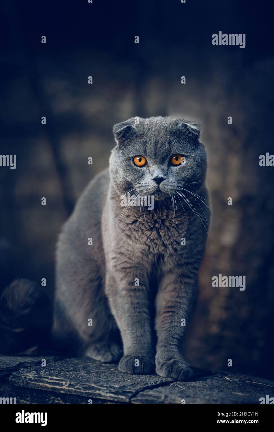 Rauchige reinrassige britische Katze mit orangefarbenen Augen. Porträt einer Hauskatze. Stockfoto