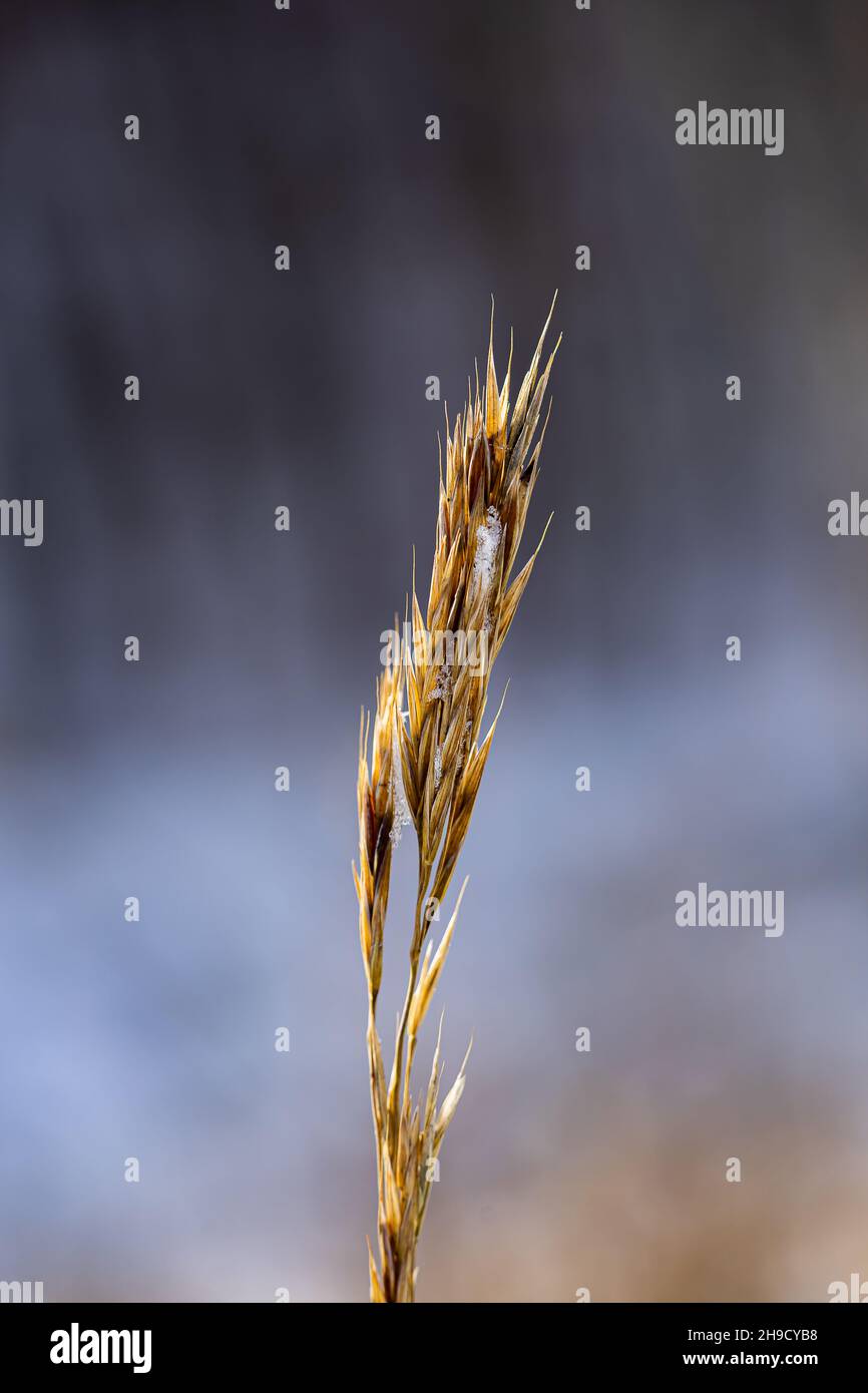 Der Schnee auf dem Ähren des Weizens im Winter Stockfoto