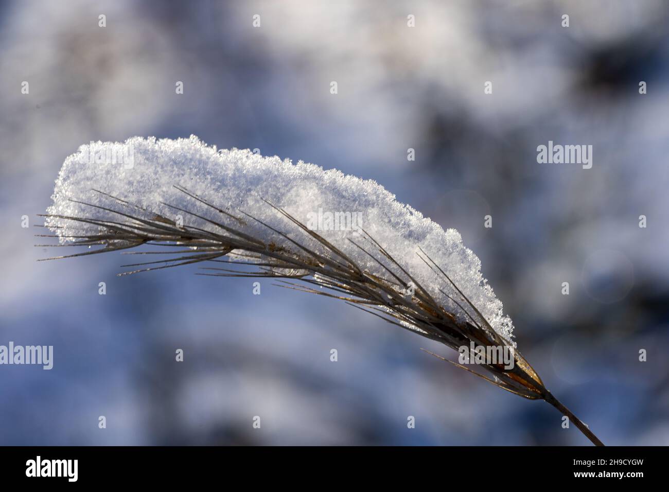 Der Schnee auf dem Ähren des Weizens im Winter Stockfoto