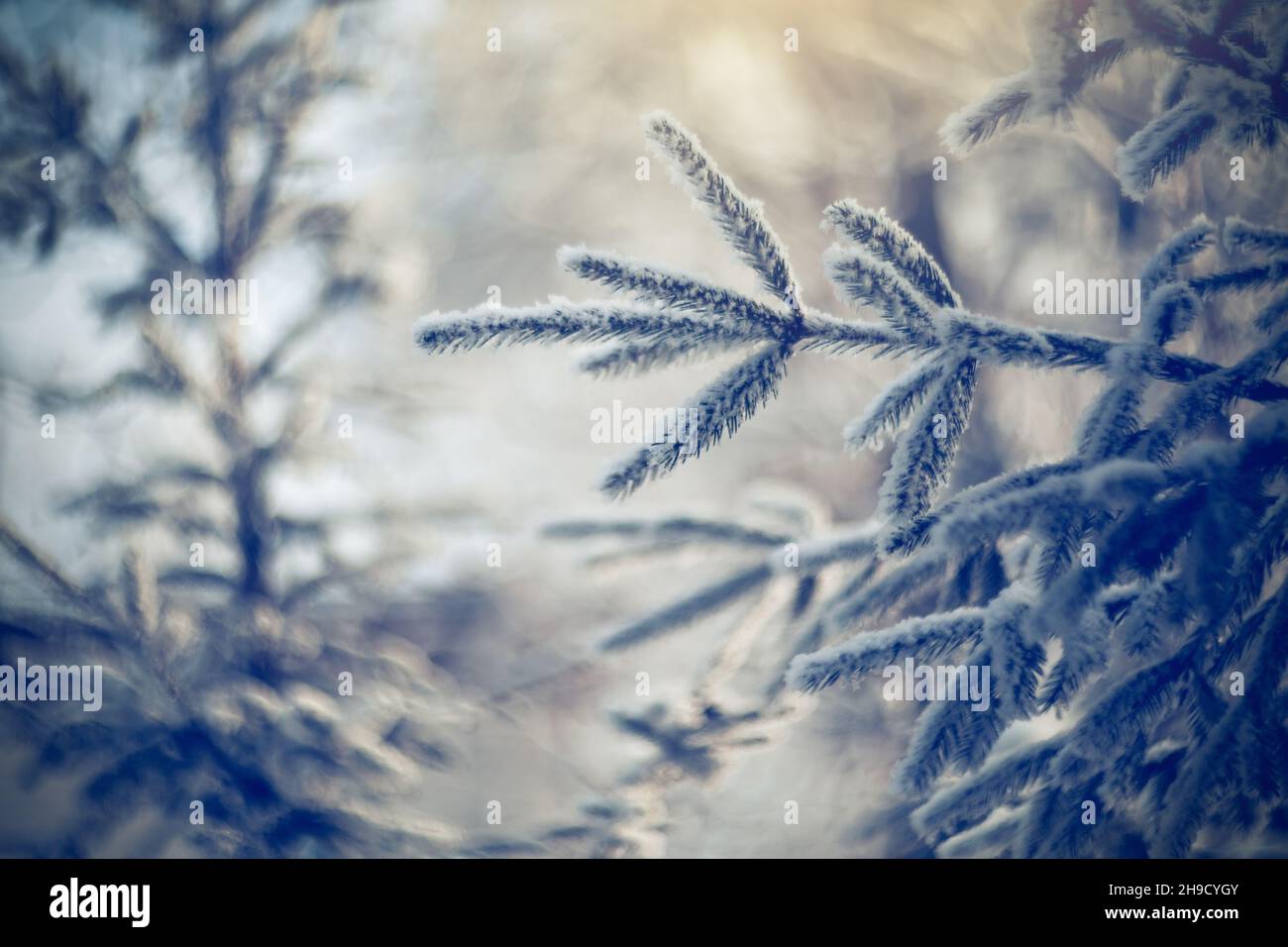 Fichtenzweige im Frost und Schnee im Winter. Winterhintergrund. Frostiges Wetter im Dezember. Stockfoto