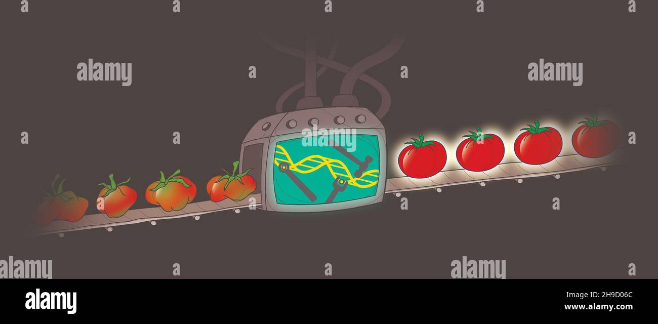 Gentechnisch verändertes Lebensmittelkonzept Industrie & Landwirtschaft. GVO-Tomaten. DNA-Modifikation produziert perfektes Gemüse. Gentechnik , transgen Stockfoto