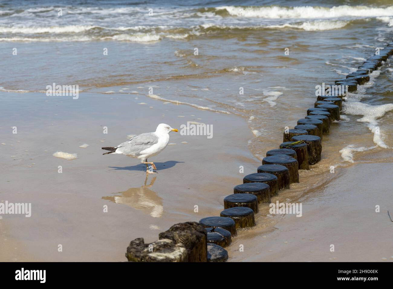 Viele Möwen am Strand der Ostsee auf der Suche nach Nahrung Stockfoto