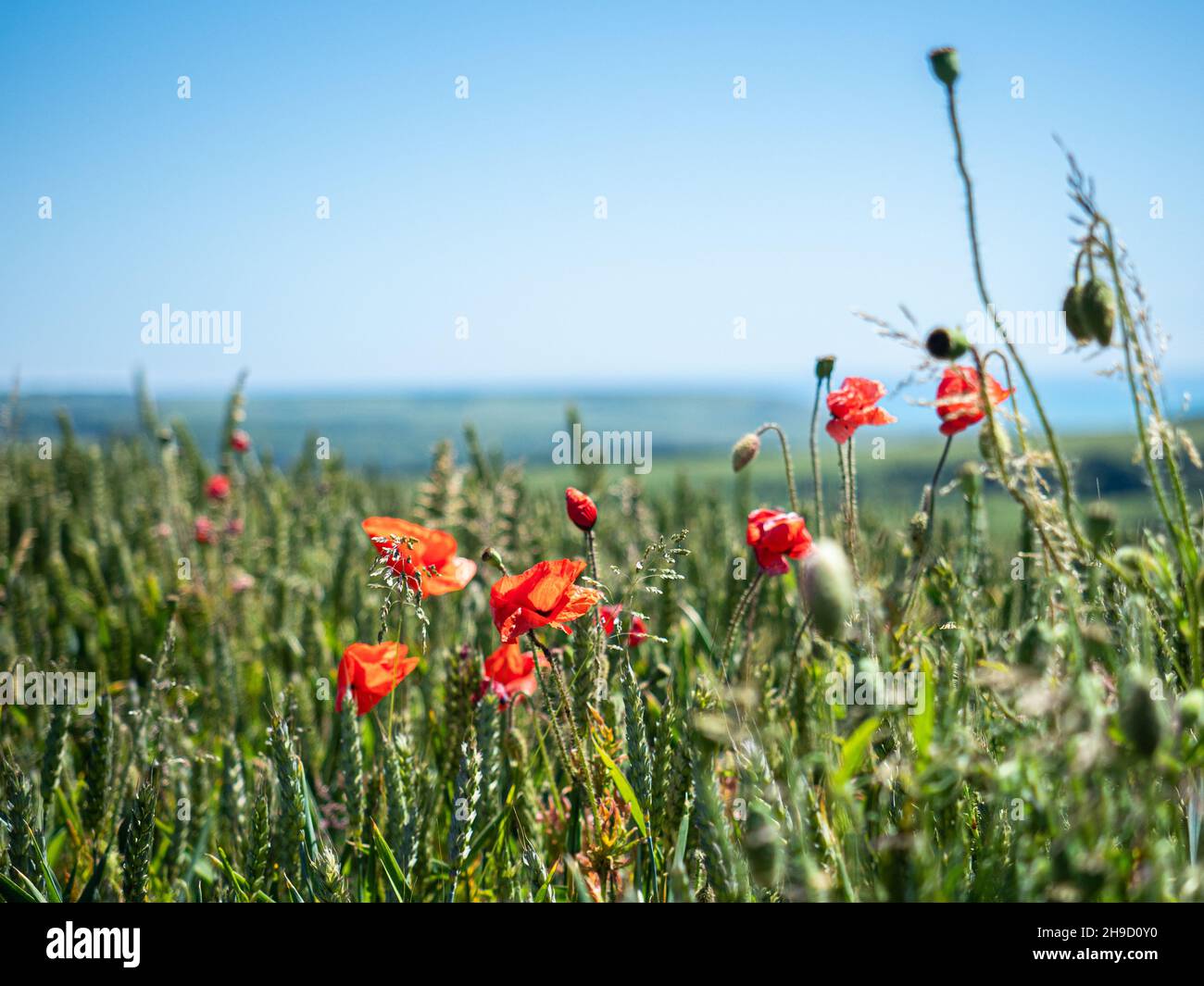 Sussex, England, 23. Jun 2019 - Rote Mohnblumen blühen auf einem Weizenfeld in den South Downs, einem englischen Nationalpark. Stockfoto