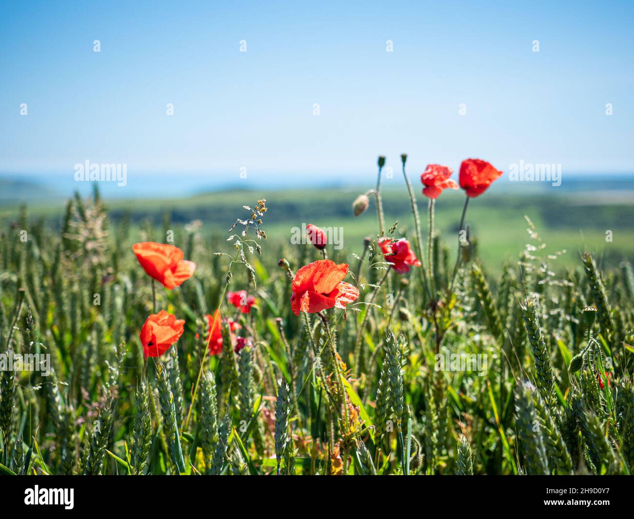 Sussex, England, 23. Jun 2019 - Rote Mohnblumen blühen auf einem Weizenfeld in den South Downs, einem englischen Nationalpark. Stockfoto