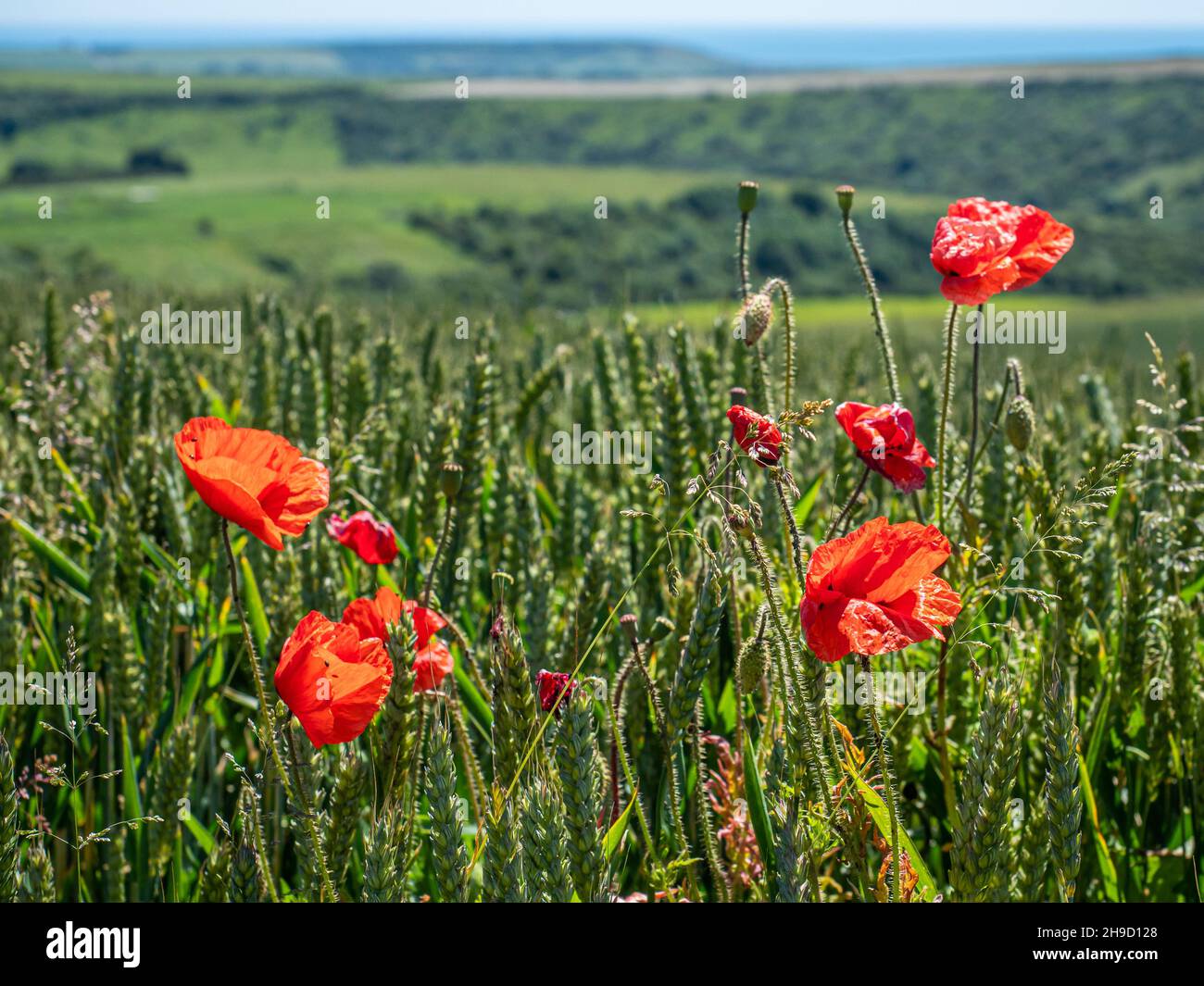 Sussex, England, 23. Jun 2019 - Rote Mohnblumen blühen auf einem Weizenfeld in den South Downs, einem englischen Nationalpark. Stockfoto