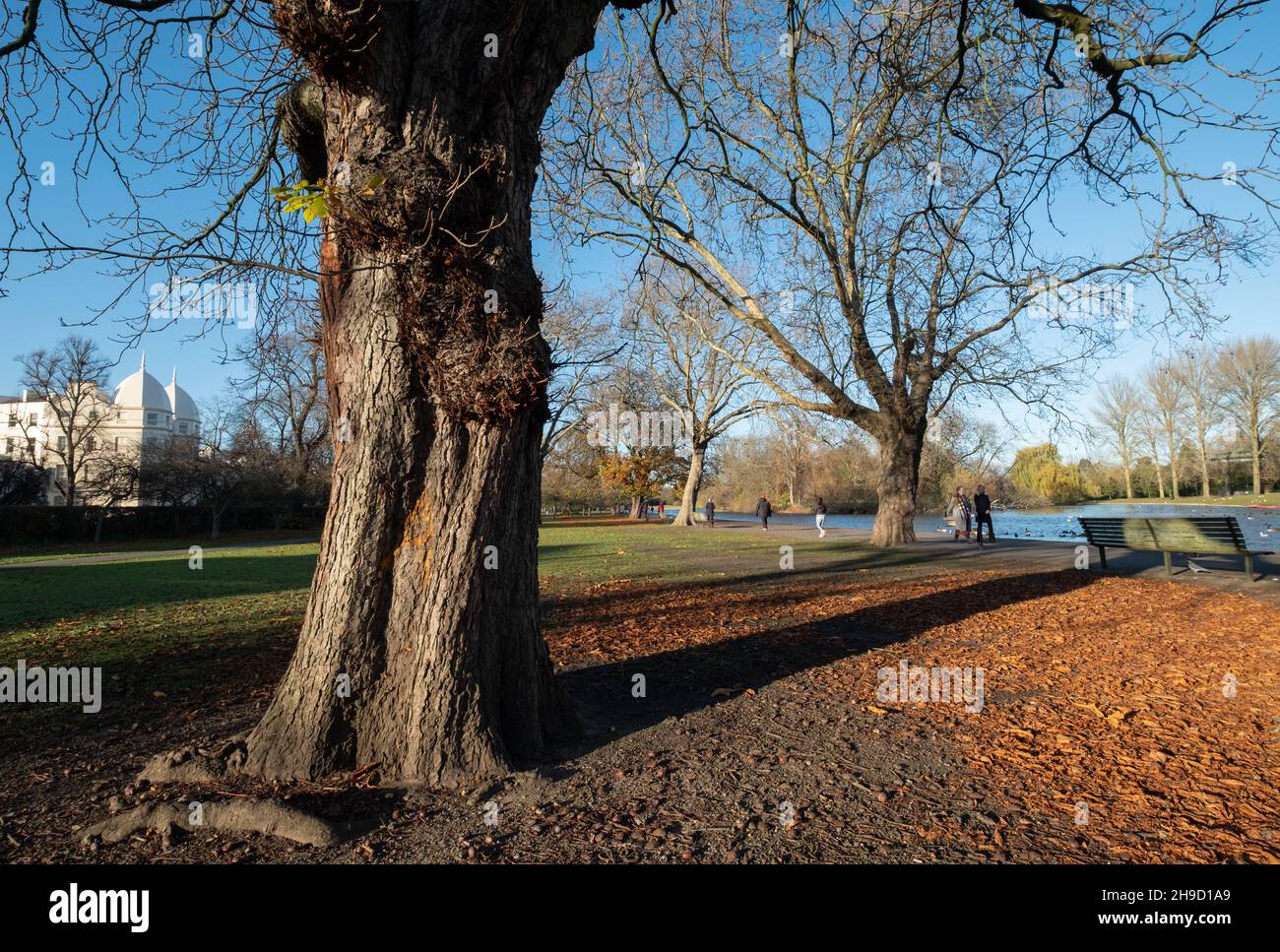 Blick auf Bäume im Regent's Park in London, fotografiert an einem kalten, klaren Wintertag. Nash Terrassen mit ihren ikonischen weiß gestrichenen Gebäuden in der di Stockfoto