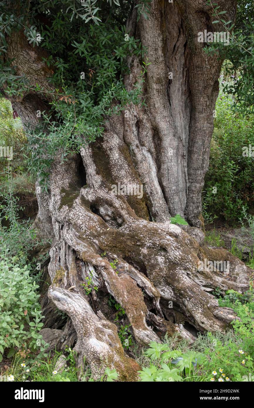 Olivenbaum: Olea europaea. Stockfoto