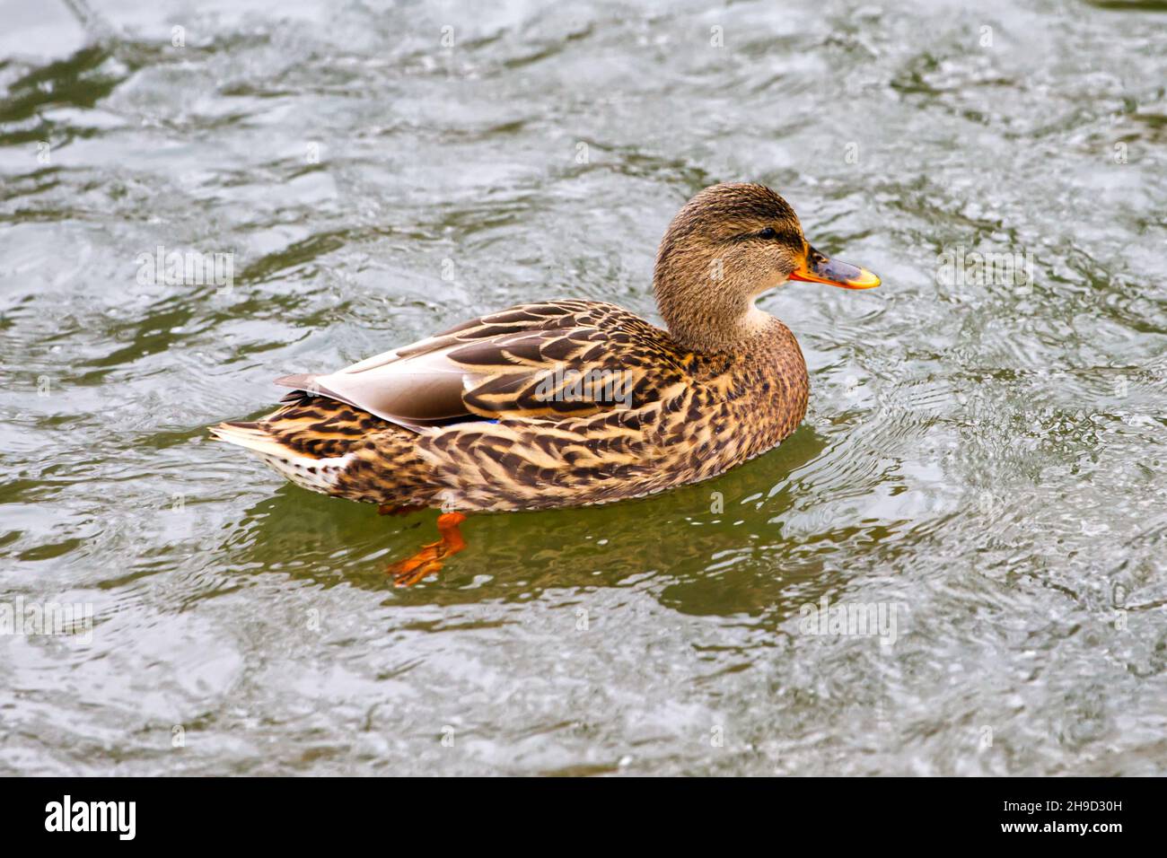 Mallard Ente auf dem Fluss in der Natur Nahaufnahme in hoher Auflösung Stockfoto