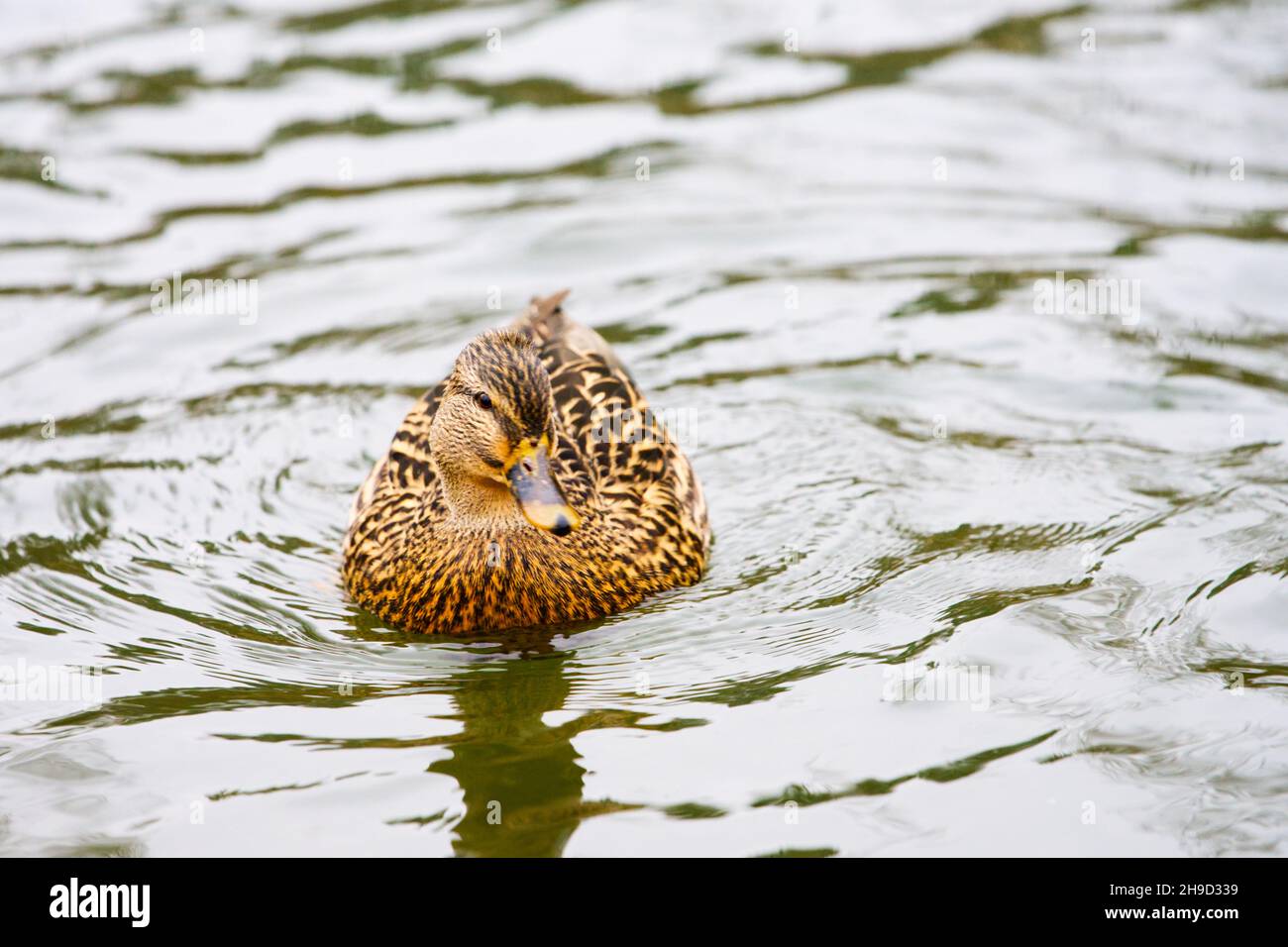 Mallard Ente auf dem Fluss in der Natur Nahaufnahme in hoher Auflösung Stockfoto