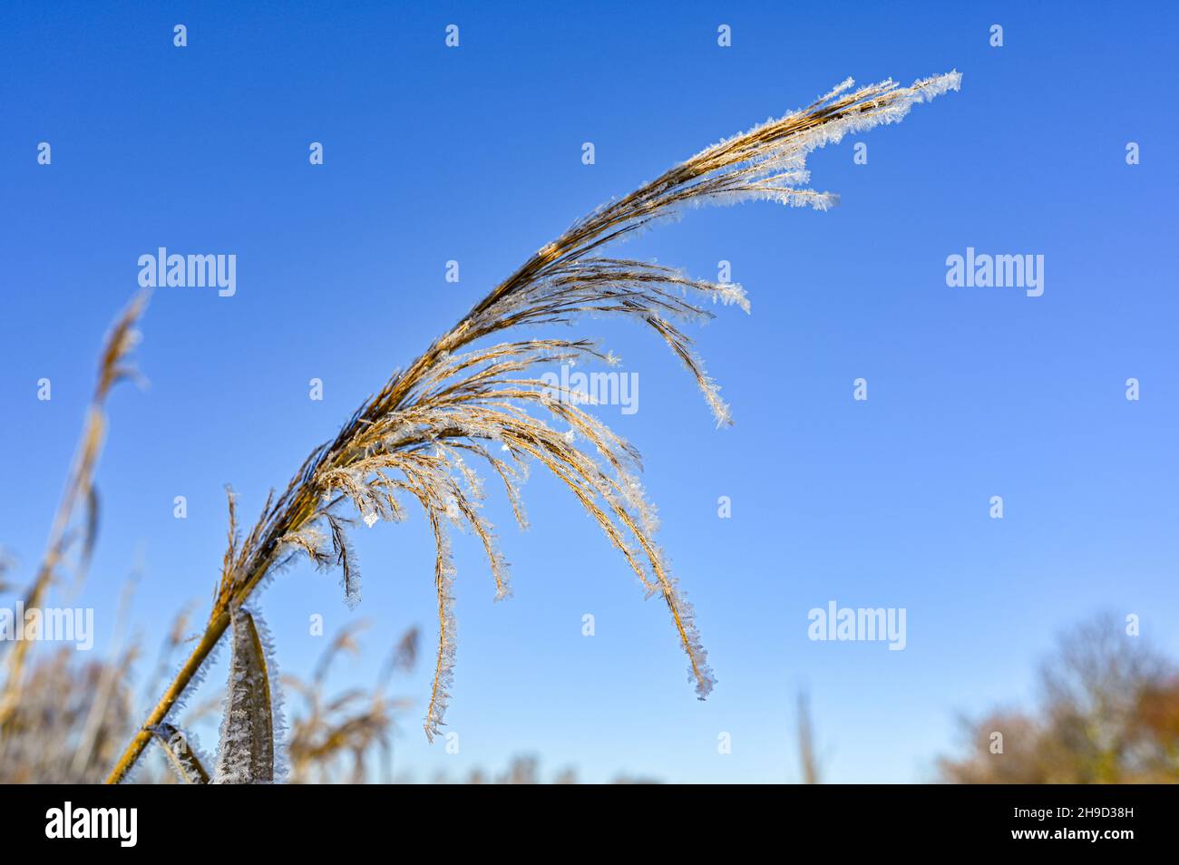 Nahaufnahme auf Schilf mit blauem Himmel Stockfoto