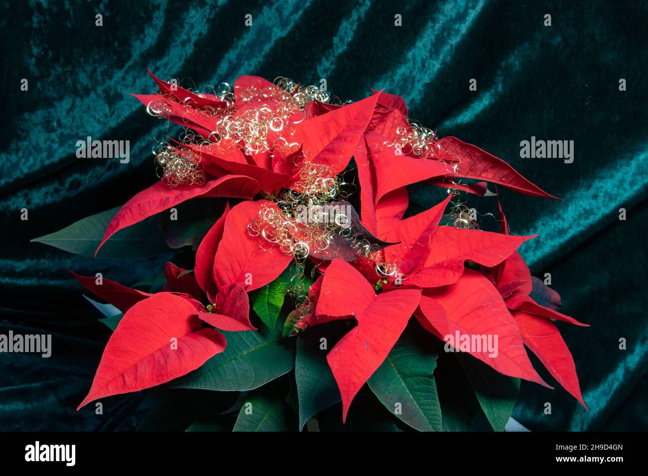 Rote Weihnachtssterne Blume mit goldenem weihnachtsschmuck, auch Weihnachtsstern oder die Puphorbia pulcherrima genannt Stockfoto