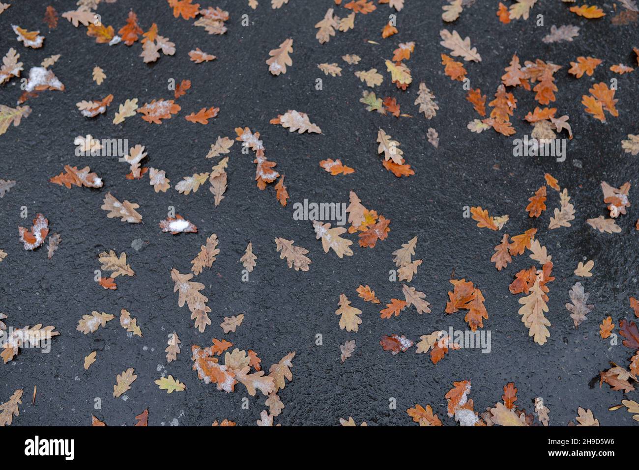 Herbsteiche Blätter liegen auf nassem Asphalt Stockfoto