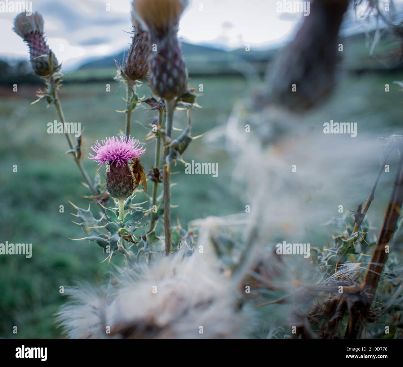 Eine wilde Distel, die stark auf Roundton Hill, Wales, steht Stockfoto