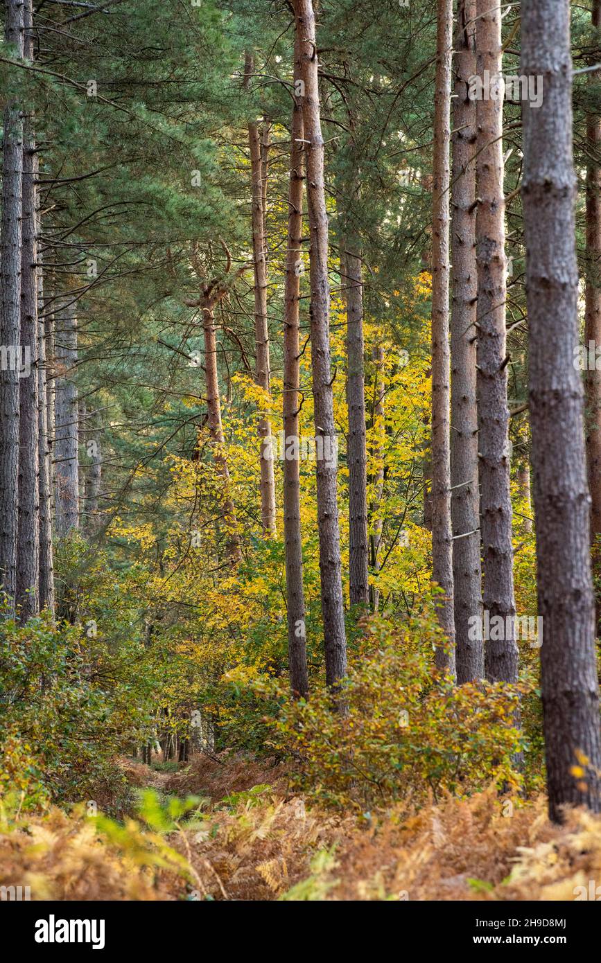 Herbstmorgen im Sherwood Forest in Blidworth, Nottinghamshire, England Stockfoto