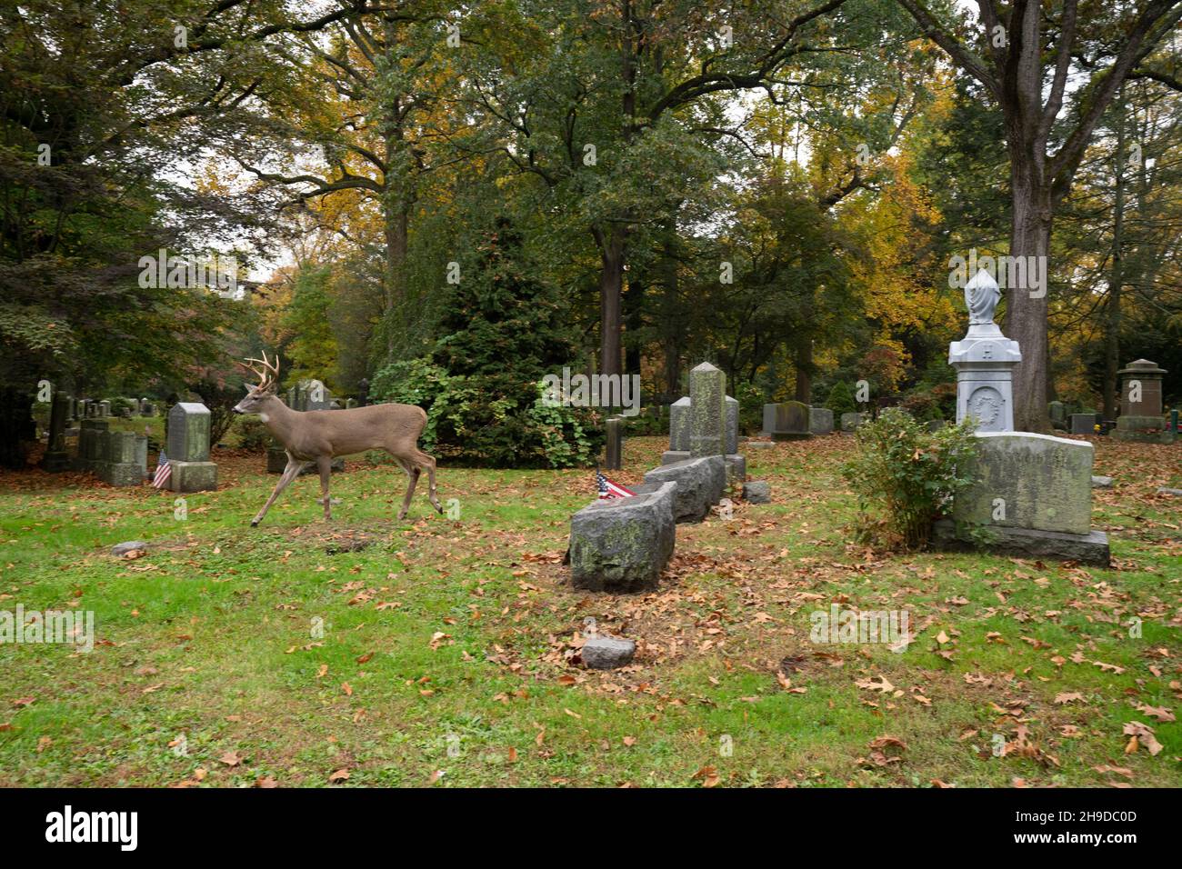 Männliche Hirsche auf dem Friedhof Stockfoto