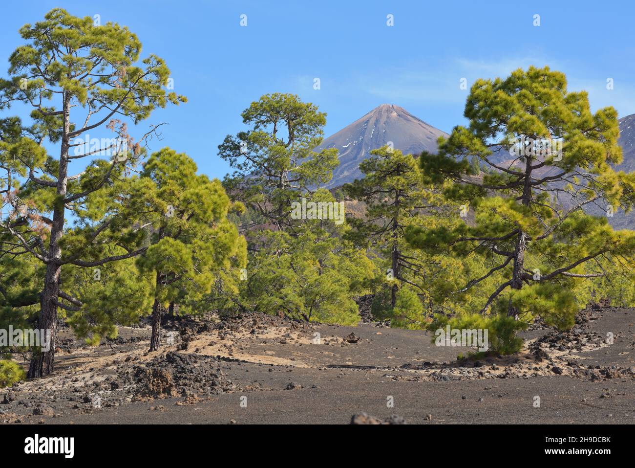 Pinienwald, Teneriffa, Pinus canariensis Stockfoto