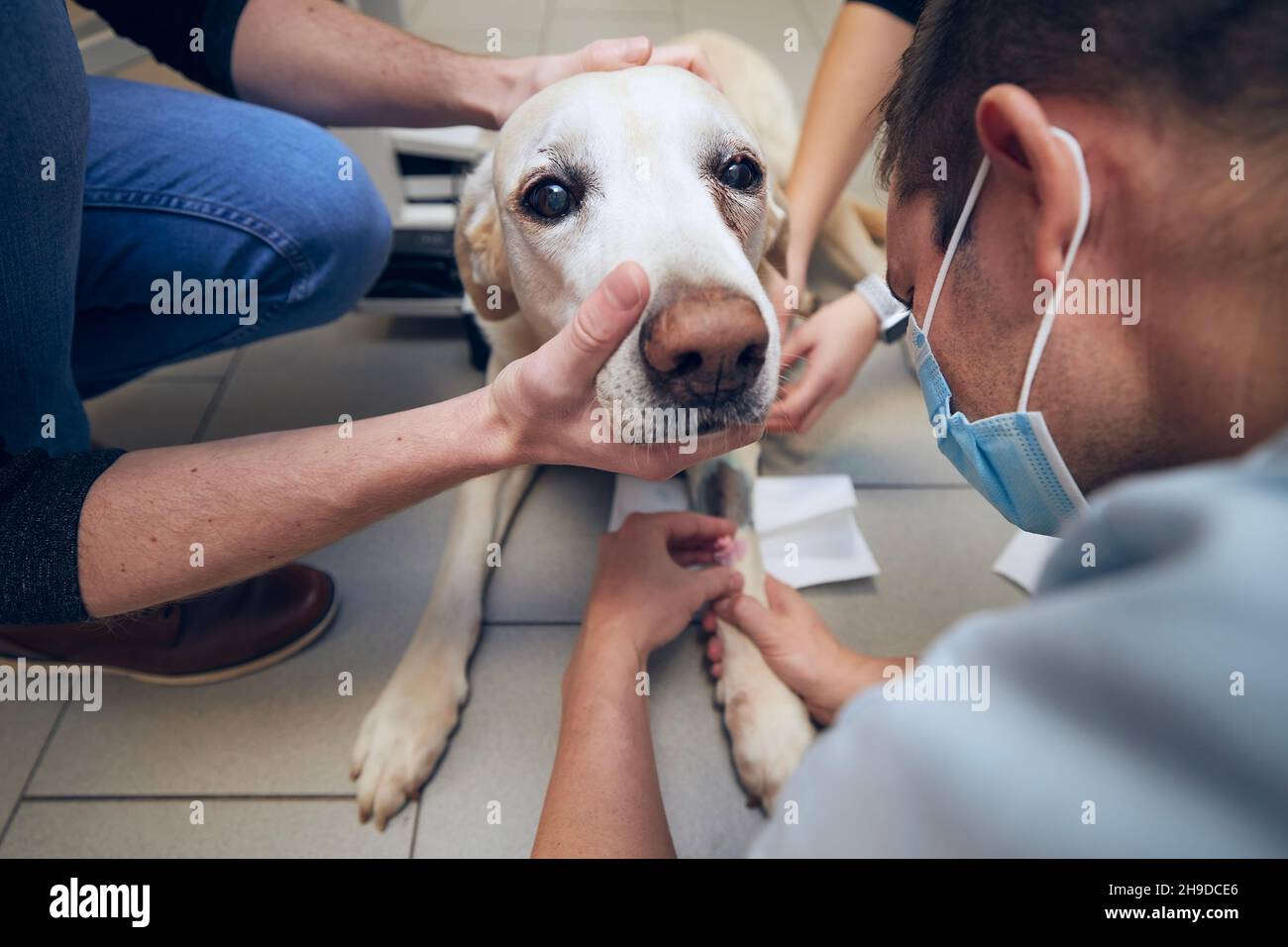 Alter Hund im Tierkrankenhaus. Tierarzt untersucht kranken Hund vor der Operation. Stockfoto