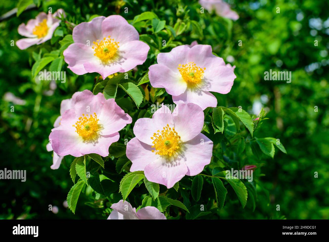 Zarte rosa und weiße Rosa Canina blüht in voller Blüte in einem Frühlingsgarten, in direktem Sonnenlicht, mit verschwommenen grünen Blättern, schöne Outdoor f Stockfoto