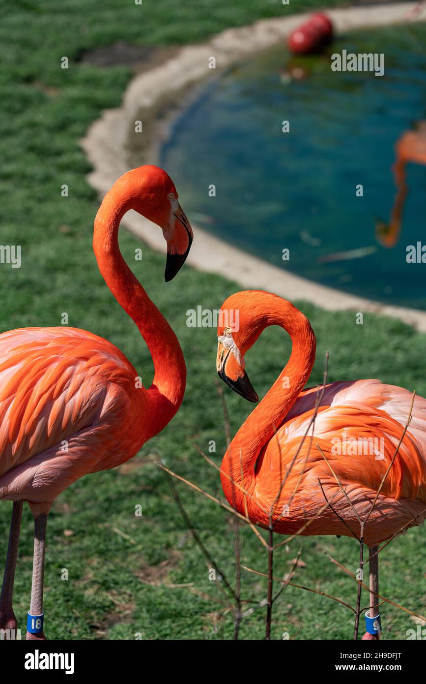 Wunderschöner Tag mit Freunden im Zoo Stockfoto