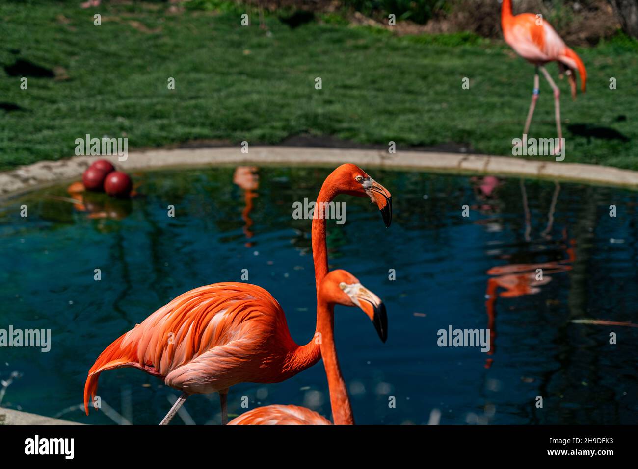 Wunderschöner Tag mit Freunden im Zoo Stockfoto